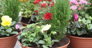 VENTE CHRYSANTHEMES TOUSSAINT