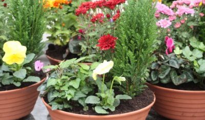 VENTE CHRYSANTHEMES TOUSSAINT